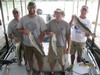 (07/12/2015) - Nice Striped Bass